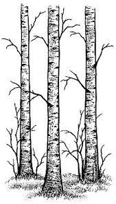 Some of the coloring page names are bare tree clipart large images tree coloring, coloring bare tree clip art at vector clip art, bare tree coloring at, tree clipart large size tree outline family tree, library of medium size tree transparent png files clipart, traceable tree designs yahoo image search results fall, dead tree. Pin On Stampscapes