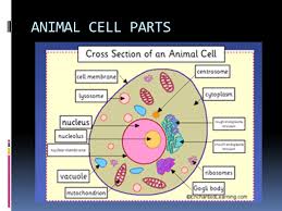 Check spelling or type a new query. Plant And Animal Cells Ppt Video Online Download