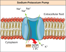 For the case of a neutral solute (at constant temperature and pressure), this resolves into movement against a concentration difference; Pumps Active Transport Definition Types Expii