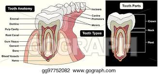Whereas a long bone has only one layer of compact bone (see fig 1). Vector Art Human Tooth Cross Section Anatomy Diagram Clipart Drawing Gg97752082 Gograph