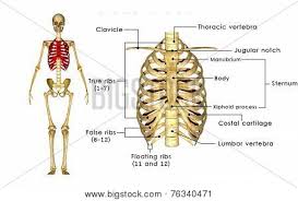 The rib cage surrounds the lungs and the heart, serving as an important means of bony protection for these vital organs. Rib Cage Image Photo Free Trial Bigstock