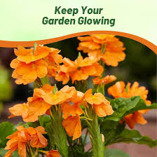 Image result for Crossandra