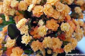 Caring For Flowering Kalanchoes A Popular Succulent Houseplant Kalanchoe Flowers House Plants Succulents