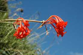 Image result for Cyrtanthus galpinii