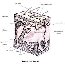 What types of skin cancer. Diagram Onion Skin Cell Labeled Diagram Full Version Hd Quality Labeled Diagram Mediagrame Fpsu It