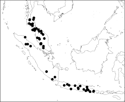 Image result for Gouania tiliifolia