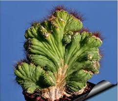 Image result for Senecio forbesii