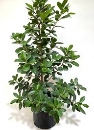 Image result for Ficus demeusei