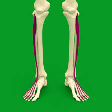 This video covers the anatomy of the extensor digitorum longus muscle of the leg: File Extensor Digitorum Longus Muscle Animation Gif Wikipedia