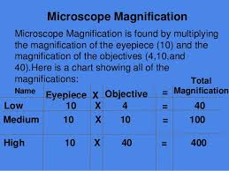28 Veracious Microscope Magnification Chart