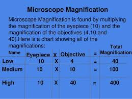 28 veracious microscope magnification chart