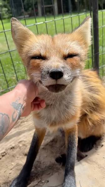 Nashville Singer Becomes Local Celebrity Rescuing Foxes and Saving Them  from Mange Jerry Vandiver's real gift isn't the songs that made it onto  country radio—it's the second life he's giving to sick