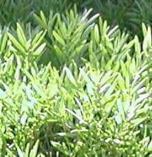 Image result for Afrocarpus falcatus