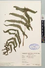 Image result for Pneumatopteris afra