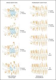 2 Development And Eruption Of The Teeth Pocket Dentistry