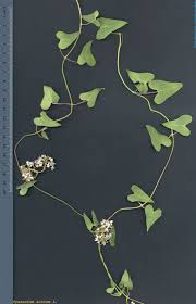 Image result for Cynanchum