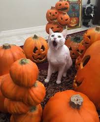 This Is Halloween This Is Halloween Halloween Animals Cute Funny Animals Funny Animal Pictures