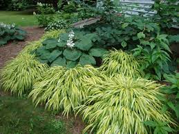 Variegated Japanese Forrest Grass Japanese Forest Grass Shade Grass Shade Garden