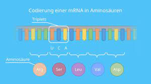 The mrna — or messenger rna — is what tells the body to manufacture the spike protein. Codesonne Genetischer Code Anwendung Ubungsaufgabe Mit Video
