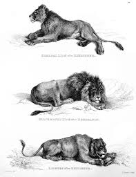 To draw a pose of snow leopard, start with a big, short barrow and short legs with big paws. The Project Gutenberg Ebook Of Engravings Of Lions Tigers Panthers Leopars Dogs Etc By Thomas Landseer