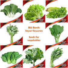 Sementara sebagian lainnya harus diolah terlebih dahulu dengan cara direbus, dikukus, digoreng. Biji Benih Sayur Sayuran Vegetables Seeds Shopee Malaysia