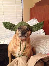 I Made My Dog Poncho A Yoda Hat Baby Wearing Crochet Animals
