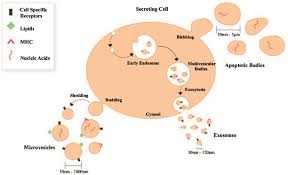 Just one owner.garin 1550 baujahr 2000, 1005 motorstunden. Exosomes As Drug Delivery Vehicles For Cancer Treatment Bentham Science