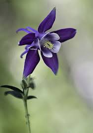 Red, orange, yellow, blue, purple, pink, white: Pin On Flowers