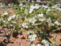 Image result for Limeum