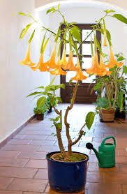 Image result for Brugmansia