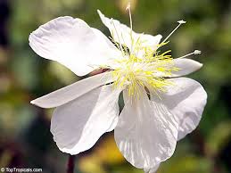 Image result for Clappertonia ficifolia