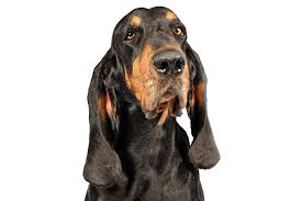 Take advantage of our puppysearch or leisurely browse our directory of. Black And Tan Coonhound Dog Breed Information