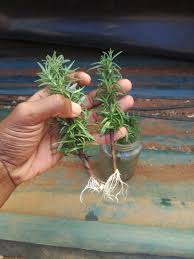 Image result for rosemary cuttings