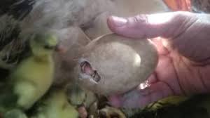 Maybe you would like to learn more about one of these? Ø°Ø¨Ø­ ÙˆØ³Ù„Ø® Ø§Ù„Ø§Ø±Ø§Ù†Ø¨ Ø¨ÙƒÙ„ Ø³Ù‡ÙˆÙ„Ù‡ ÙÙŠ Ø§Ù„Ø¨ÙŠØª Slaughter And Skinning Of Rabbits Ø¯ÛŒØ¯Ø¦Ùˆ Dideo