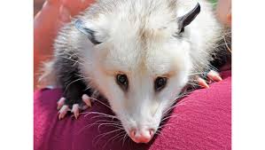 Very interesting is the protective mechanism of these animals, it deserves special attention. Typhus Fever S Wild Threat The Rat Faced Opossum Named In Health Advisories As Culprits In Spreading The Disease Pasadena Star News