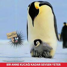 Hayat Sevince Paylasinca Guzel Sosyalokuz Okuz Komik Cok Cokkomik Resim Resimler Eglen Cok Sirin Hayvanlar Hayvan Bebekler Yavru Penguenler