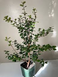 Image result for Myrsine africana