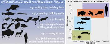 When you book a visit from one of the highly trained experts at fantastic pest control, they will come to your home (in a discreet way to save you from any potential. Geomorphological Effects Of Animals In Mountain Streams Impact And Role Sciencedirect