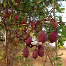 Image result for Cissus cornifolia