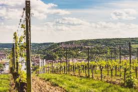 Im mittelalter war die stadt ein. Die Wurzburger Weinberge Unterwegs Auf Dem Stein Wein Pfad Reiseblog Secluded Time
