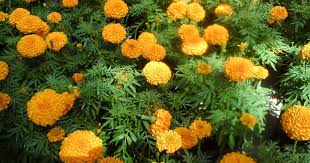 Orang lain pulak kata, lantana camara tu yang dipanggil bunga tahi ayam. Jom Tanam Bunga Bunga Tahi Ayam Marigold Ke Lantana Camara