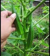 Cara tanam bendi rendah kalori dalam pasu. Biji Benih Kacang Bendi Shopee Malaysia