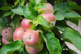 Growing fruit trees in indiana. Fruit Bearing Trees And Shrubs In Indianapolis Hittle Landscaping