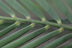 Image result for Macrozamia communis