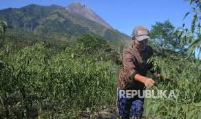 Cara pemberian pupuk pada tanaman cabe rawit. Kementan Klaim Produksi Cabai Stabil Republika Online