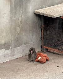 Baby Punch Visitors | TikTok