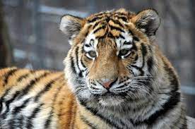 Amur Tiger 4 By Hecklinghyena On Deviantart Amur Tiger Tiger Tiger Photography