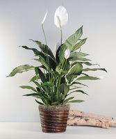 Naomi Nordmark Obituary