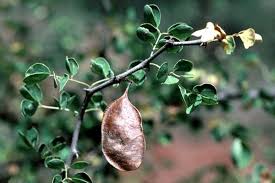 Image result for Acacia mellifera