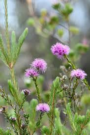 Image result for Myrtaceae